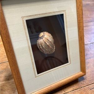 Framed Natural Shell Art